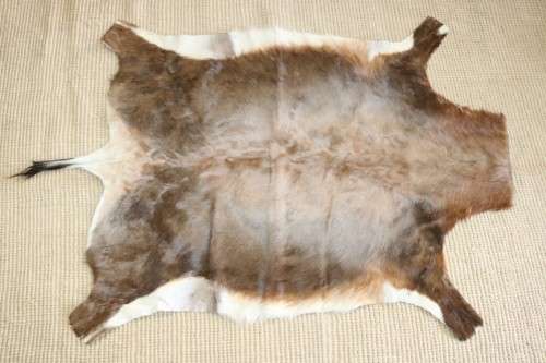**RS17** An awesome (1,3m x 0,9m) genuine Blesbok skin/ hide mat in great condition