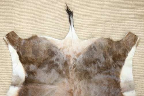 **RS17** An awesome (1,3m x 0,9m) genuine Blesbok skin/ hide mat in great condition