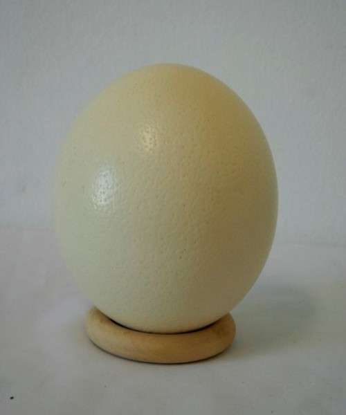 An awesome "1995 Rugby World Cup" commemorative ostrich egg on a wooden ring display stand