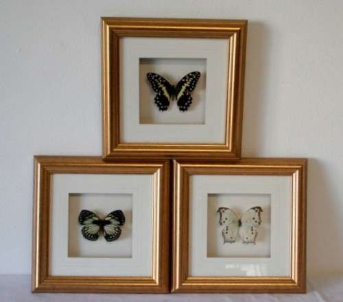 3 very collectible box framed butterflies 'Euxanthe Crowsleyi' 'Salamis Aethiops' 'Papilo Demodocus'