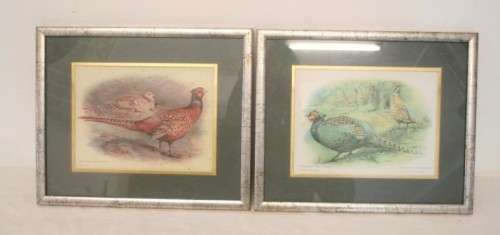 **RS17** Two gorgeous framed behind glass prints of Pheasants. Versicolor and Colchicus Pheasants
