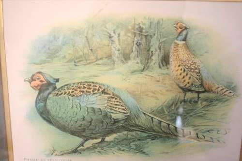**RS17** Two gorgeous framed behind glass prints of Pheasants. Versicolor and Colchicus Pheasants