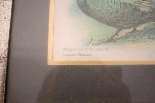 **RS17** Two gorgeous framed behind glass prints of Pheasants. Versicolor and Colchicus Pheasants