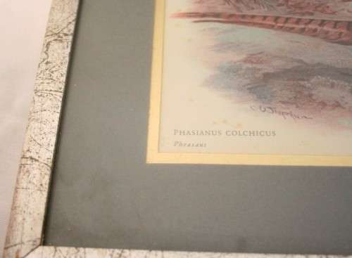 **RS17** Two gorgeous framed behind glass prints of Pheasants. Versicolor and Colchicus Pheasants