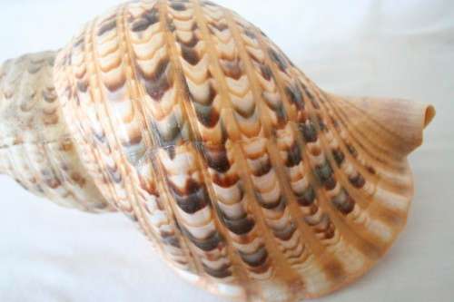 A beautiful medium sized Pacific Triton (Triton's Trumpet) shell, awesome Marine collectible!!