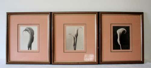 **RS17** 3 fantastic vintage prints framed behind glass of Lilies. Stunning in all areas. Bid/print