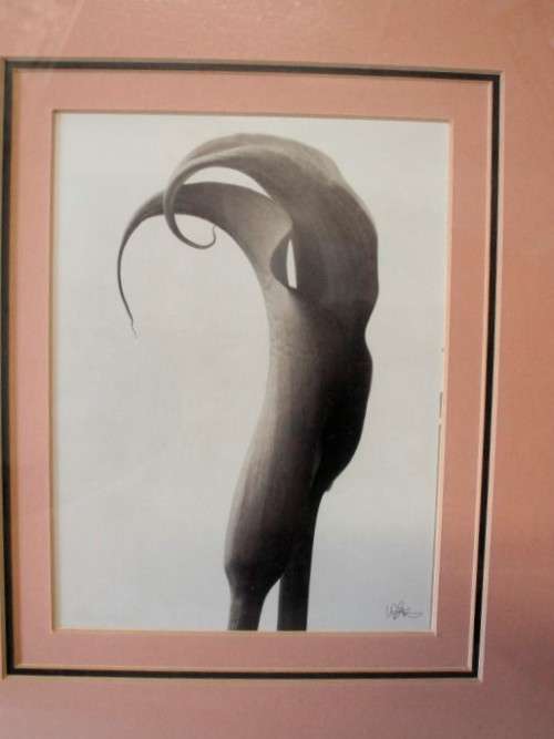 **RS17** 3 fantastic vintage prints framed behind glass of Lilies. Stunning in all areas. Bid/print