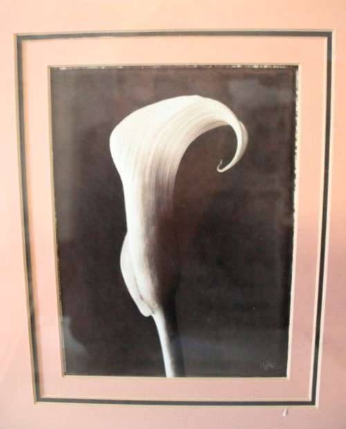 **RS17** 3 fantastic vintage prints framed behind glass of Lilies. Stunning in all areas. Bid/print