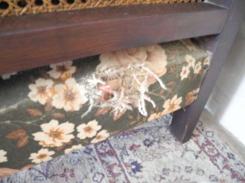 A pair of fabulous floral cushioned vintage Imbuia chairs - perfect in a lapa/patio-Lifespace Sale