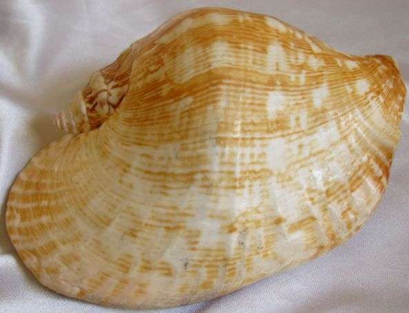 Sea Shell: Widest Pacific Conch.  Take a moment and come have a look!