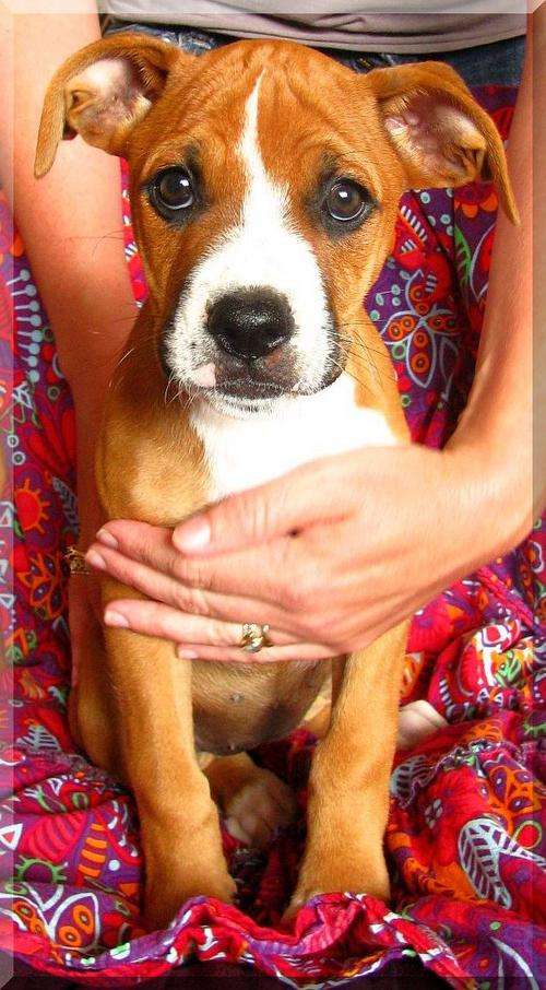 PUPPIES:  BOXER X RIDGEBACK