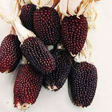 Heirloom and Speciality seeds - POPCORN: STRAWBERRY