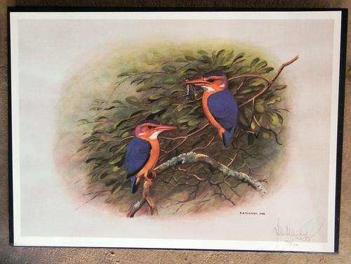 P.A Clancey. Signed Limited Edition Print. Kingfisher