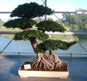 Growing Bonsai