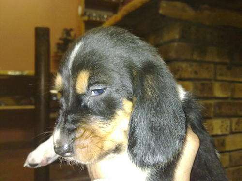 Basset Hound Puppies