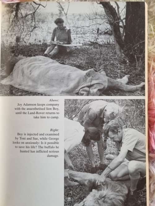 Dr Sue - A Vet in Africa ** Signed **