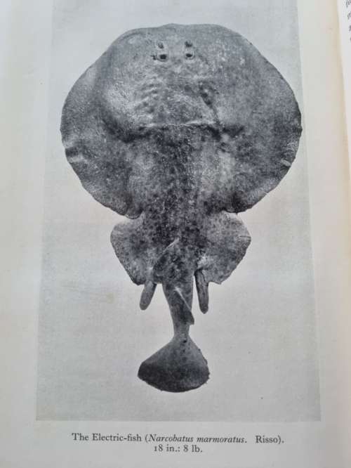 SEA-ANGLING FISHES OF THE CAPE by C. LEO. BIDEN