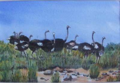 WALKING BIRDS, watercolour, Ostrich, wild life,wild animals, Cape, Leonie van Loggerenberg