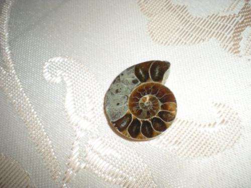 Ammonite - 1 Single Ammonite