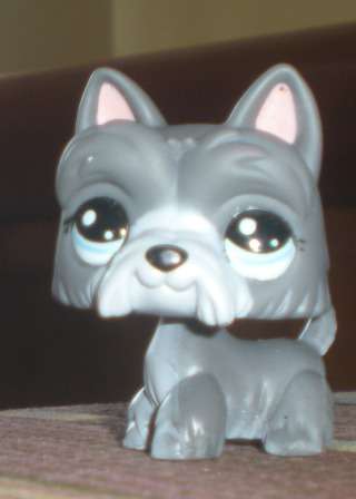 Last one - Littlest pet shop, Scottie #1860