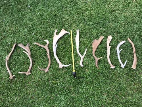 Antlers Mixed Lot , 9 pieces , 2.5KG for handles, decor, knives, crafts, mount, wildlife, ect.