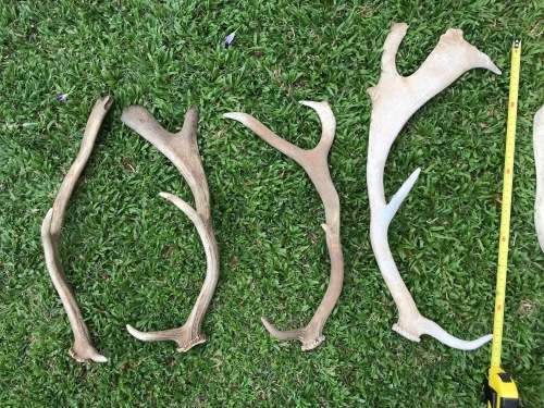 Antlers Mixed Lot , 9 pieces , 2.5KG for handles, decor, knives, crafts, mount, wildlife, ect.