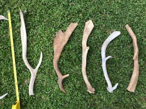 Antlers Mixed Lot , 9 pieces , 2.5KG for handles, decor, knives, crafts, mount, wildlife, ect.
