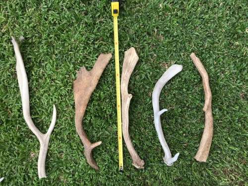 Antlers Mixed Lot , 9 pieces , 2.5KG for handles, decor, knives, crafts, mount, wildlife, ect.