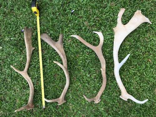 Antlers Mixed Lot , 9 pieces , 2.5KG for handles, decor, knives, crafts, mount, wildlife, ect.