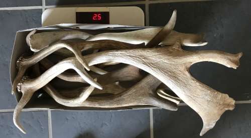 Antlers Mixed Lot , 9 pieces , 2.5KG for handles, decor, knives, crafts, mount, wildlife, ect.
