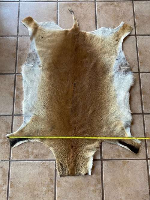 animal skin , lechwe skin lot 1 , approx.size:  1.40m x 1.04m, professional skined and tanned, hunt