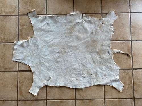 animal skin , lechwe skin lot 1 , approx.size:  1.40m x 1.04m, professional skined and tanned, hunt