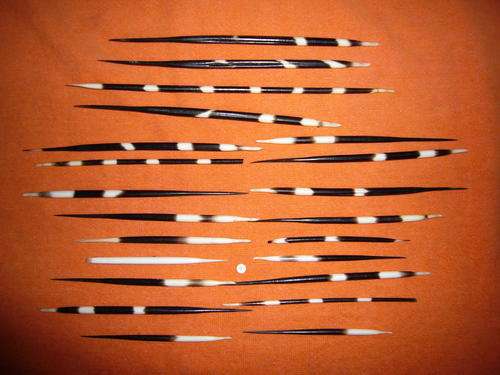 PORCUPINE QUILLS LOT 9