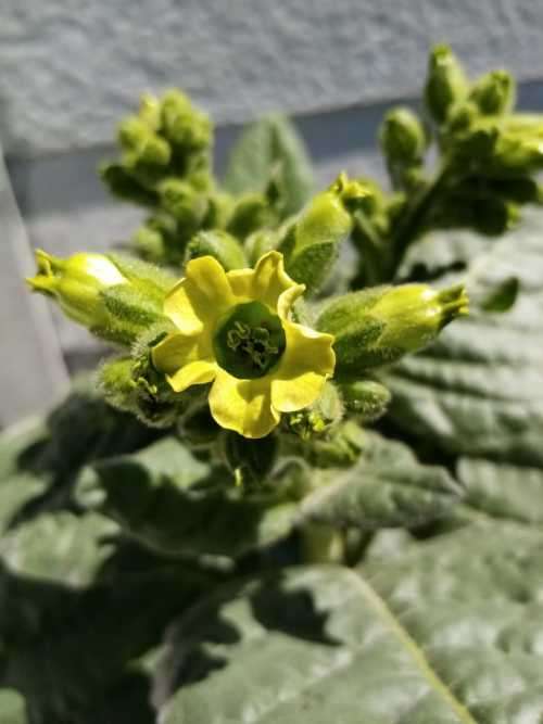 Tobacco seeds -Two strains : Nicotiana Tabacum(1000+) & Rustica(200+) June 2020 harvest