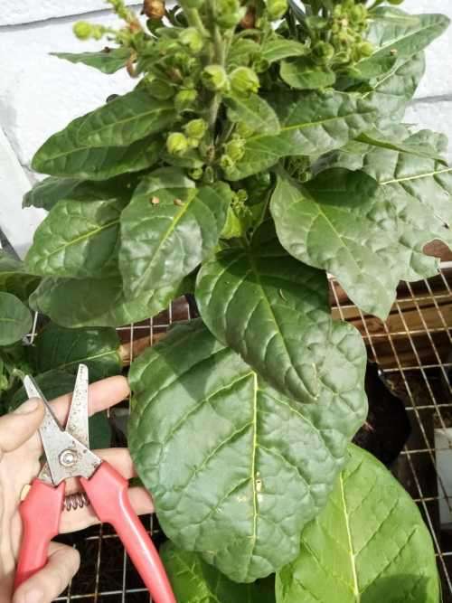 Tobacco seeds -Two strains : Nicotiana Tabacum(1000+) & Rustica(200+) June 2020 harvest