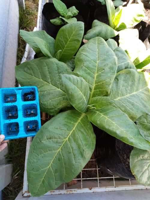 Tobacco seeds -Two strains : Nicotiana Tabacum(1000+) & Rustica(200+) June 2020 harvest
