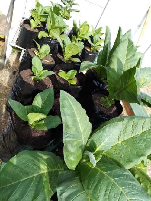 Tobacco seeds -Two strains : Nicotiana Tabacum(1000+) & Rustica(200+) June 2020 harvest