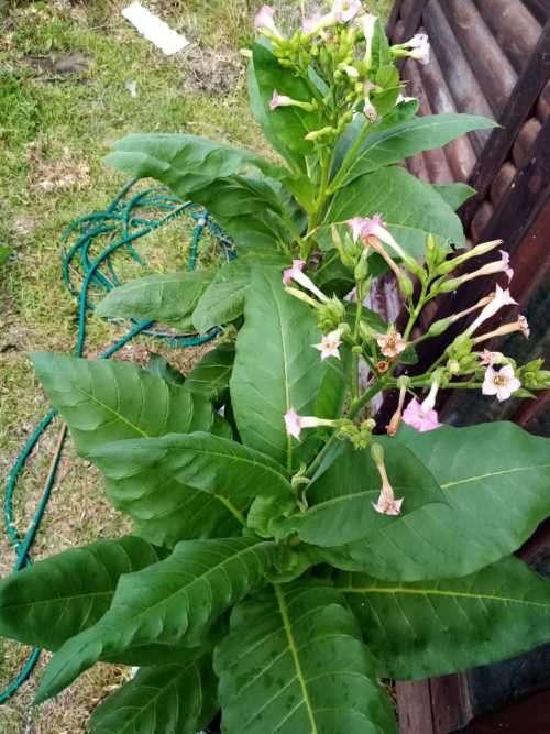 Tobacco seeds -Two strains : Nicotiana Tabacum(1000+) & Rustica(200+) June 2020 harvest