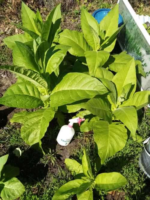 Tobacco seeds -Two strains : Nicotiana Tabacum(1000+) & Rustica(200+) June 2020 harvest