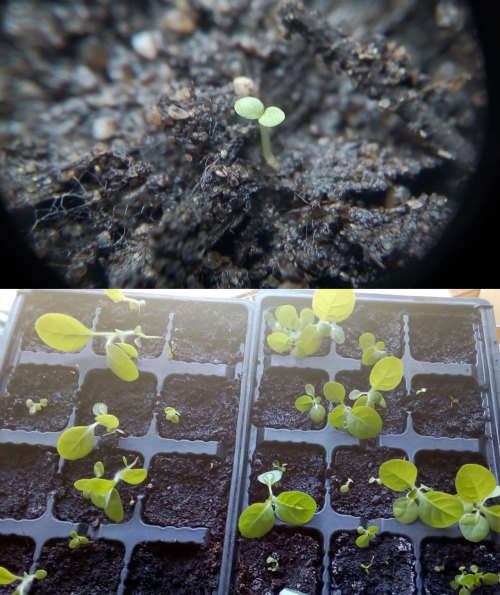 Tobacco seeds -Two strains : Nicotiana Tabacum(1000+) & Rustica(200+) June 2020 harvest