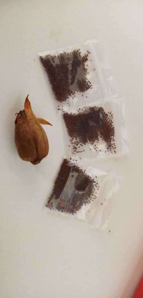 Tobacco seeds -Two strains : Nicotiana Tabacum(1000+) & Rustica(200+) June 2020 harvest