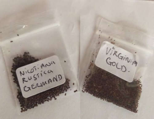 Tobacco seeds -Two strains : Nicotiana Tabacum(1000+) & Rustica(200+) June 2020 harvest