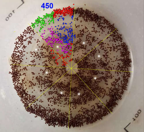 Tobacco seeds -Two strains : Nicotiana Tabacum(1000+) & Rustica(200+) June 2020 harvest