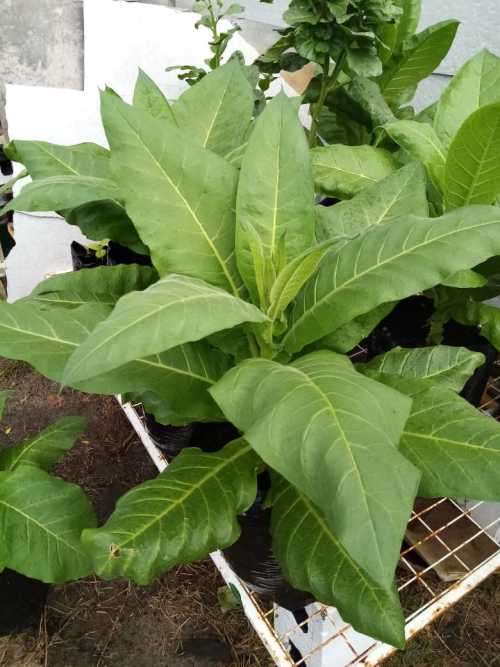 Tobacco seeds -Two strains : Nicotiana Tabacum(1000+) & Rustica(200+) June 2020 harvest