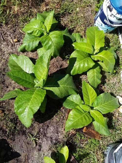 Tobacco seeds - 3x Strains : Tennessee Burley(500+), Virginia Brightleaf(1000+) & Rustica(200+)