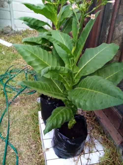 Tobacco seeds - 3x Strains : Tennessee Burley(500+), Virginia Brightleaf(1000+) & Rustica(200+)