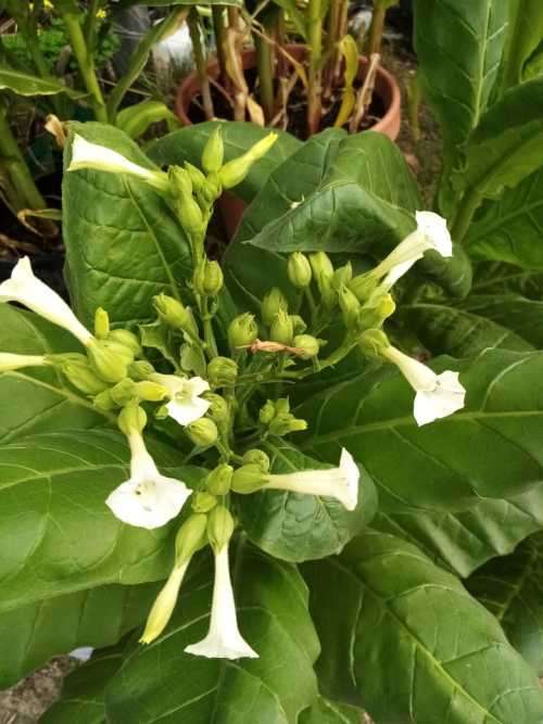 Tobacco seeds - 3x Strains : Tennessee Burley(500+), Virginia Brightleaf(1000+) & Rustica(200+)