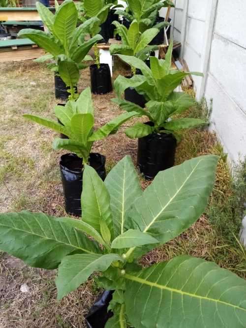 Tobacco seeds - 3x Strains : Tennessee Burley(500+), Virginia Brightleaf(1000+) & Rustica(200+)