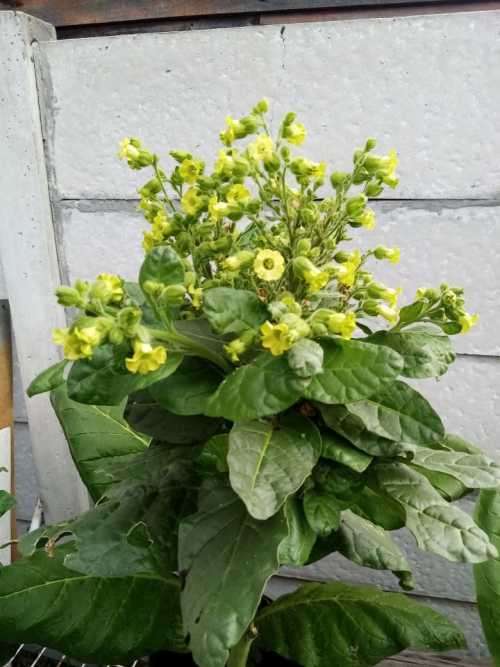 Tobacco seeds - 3x Strains : Tennessee Burley(500+), Virginia Brightleaf(1000+) & Rustica(200+)