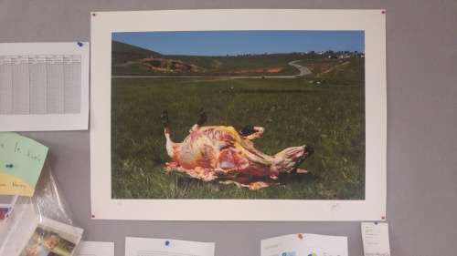 Signed James Oatway photograph "Bos Primigenius - Cow"